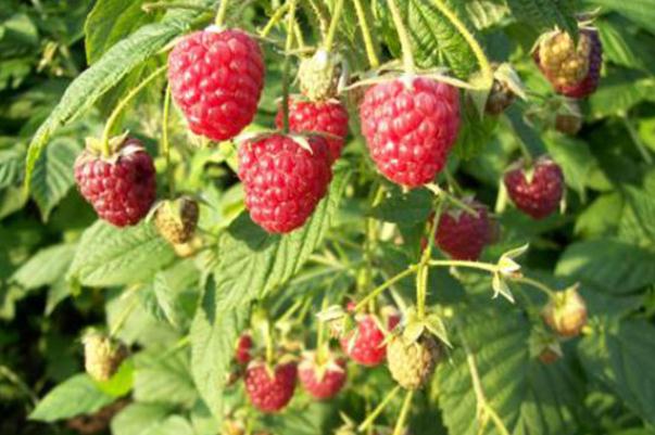 樹(shù)莓是幾月份成熟 樹(shù)莓是什么味道 樹(shù)莓是幾月份成熟 樹(shù)莓是什么味道