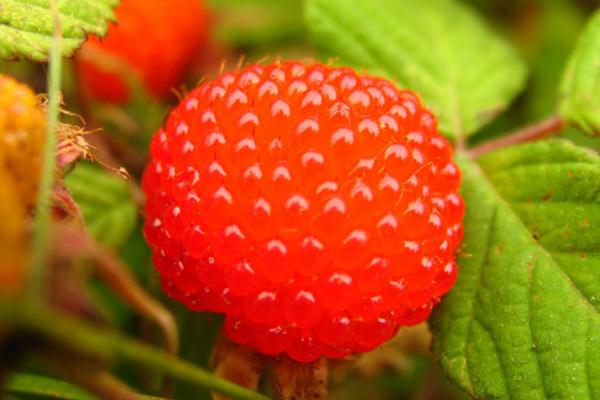 樹(shù)莓是幾月份成熟 樹(shù)莓是什么味道 樹(shù)莓是幾月份成熟 樹(shù)莓是什么味道