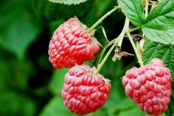 樹莓會(huì)長(zhǎng)胖嗎 常吃樹莓的好處 樹莓會(huì)長(zhǎng)胖嗎 常吃樹莓的好處