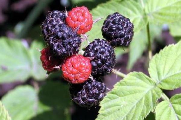 樹莓可以冷凍保存嗎 樹莓可以和酸奶一起吃嗎 樹莓可以冷凍保存嗎 樹莓可以和酸奶一起吃嗎