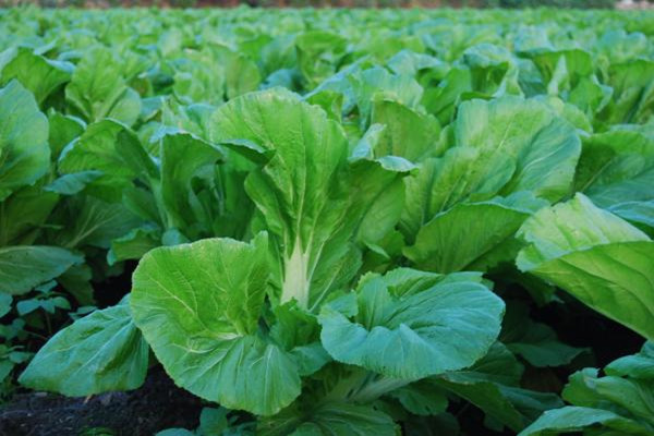 芥菜熱量高嗎 芥菜可以減肥嗎 芥菜熱量高嗎 芥菜可以減肥嗎