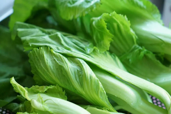 芥菜可以做芥末嗎 芥菜和芥末的關系 芥菜可以做芥末嗎 芥菜和芥末的關系