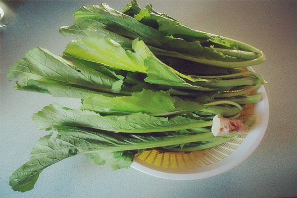 芥菜可以做芥末嗎 芥菜和芥末的關系 芥菜可以做芥末嗎 芥菜和芥末的關系