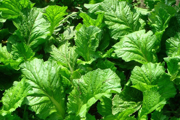 芥菜可以做芥末嗎 芥菜和芥末的關系 芥菜可以做芥末嗎 芥菜和芥末的關系