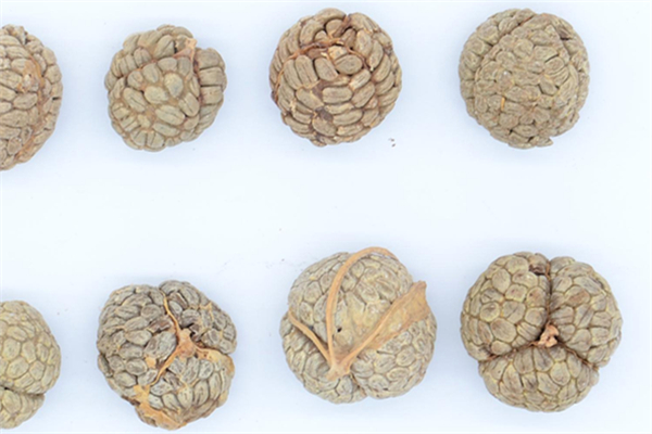 草豆蔻和白蔻豆的區(qū)別 草寇豆和白豆蔻一樣嗎 草豆蔻和白蔻豆的區(qū)別 草寇豆和白豆蔻一樣嗎