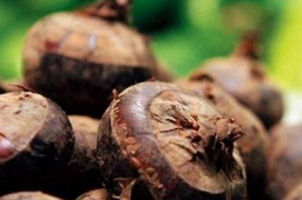 荸薺有毒嗎 荸薺吃多會怎樣 荸薺有毒嗎 荸薺吃多會怎樣