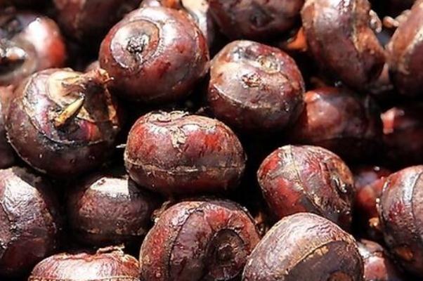 荸薺煮多久殺死寄生蟲 荸薺的藥用價(jià)值 荸薺煮多久殺死寄生蟲 荸薺的藥用價(jià)值