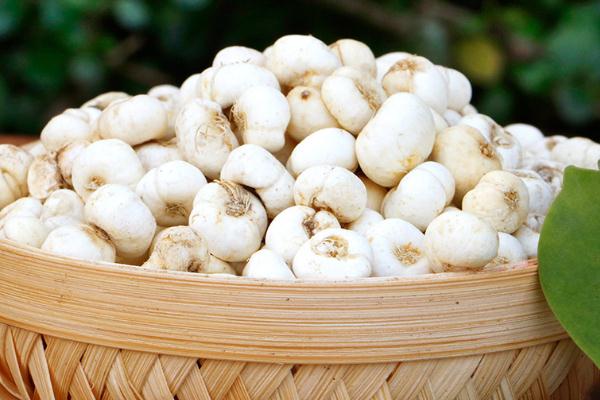 川貝會苦嗎 川貝會不會過期 川貝會苦嗎 川貝會不會過期