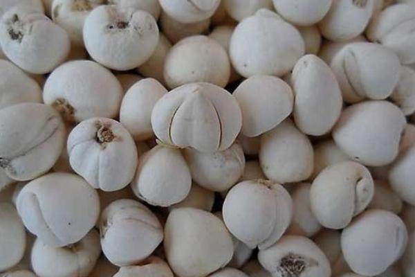 川貝的作用與功效 川貝的副作用有哪些 川貝的作用與功效 川貝的副作用有哪些