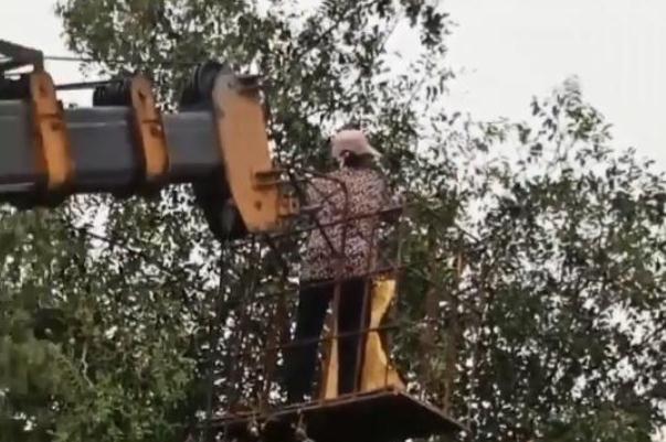 棗子的營養(yǎng)價值和功效 棗子吃了有什么好處和壞處