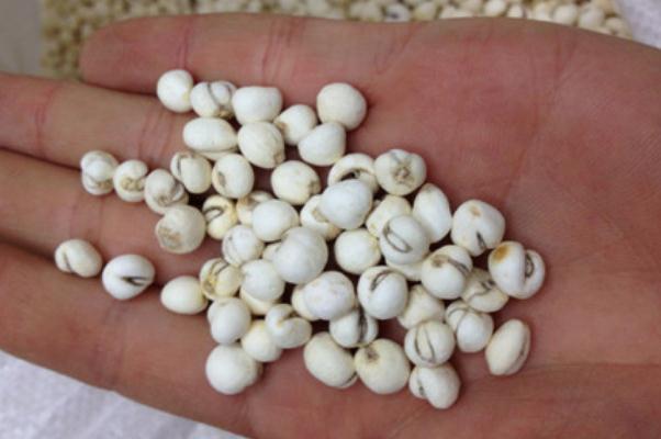 川貝是蓮子嗎 川貝是止咳的嗎 川貝是蓮子嗎 川貝是止咳的嗎