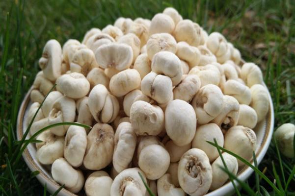 川貝是治風寒咳嗽還是風熱咳嗽 風寒咳嗽可以吃川貝雪梨嗎 川貝是治風寒咳嗽還是風熱咳嗽 風寒咳嗽可以吃川貝雪梨嗎