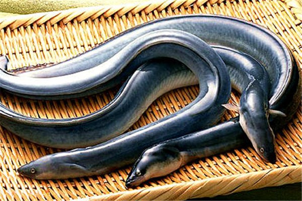 鰻魚是海魚還是淡水魚 鰻魚怎么做好吃又簡單 鰻魚是海魚還是淡水魚 鰻魚怎么做好吃又簡單