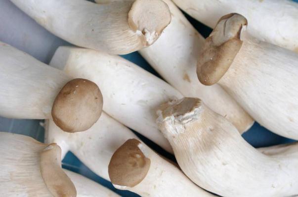 杏鮑菇是什么菇 吃杏鮑菇的好處 杏鮑菇是什么菇 吃杏鮑菇的好處