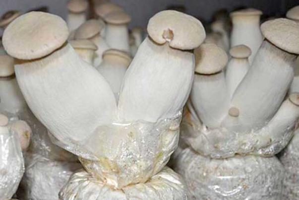 杏鮑菇是雞腿菇嗎 杏鮑菇是蔬菜嗎 杏鮑菇是雞腿菇嗎 杏鮑菇是蔬菜嗎