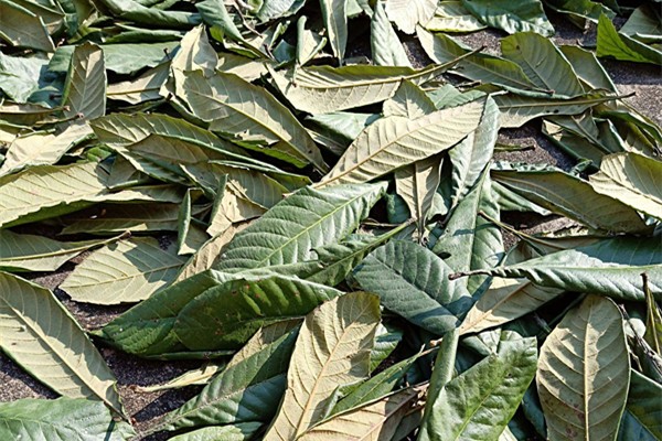 枇杷葉適合風寒咳嗽嗎 枇杷葉適合什么咳嗽 枇杷葉適合風寒咳嗽嗎 枇杷葉適合什么咳嗽