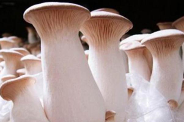 杏鮑菇是雞腿菇嗎 杏鮑菇是蔬菜嗎 杏鮑菇是雞腿菇嗎 杏鮑菇是蔬菜嗎