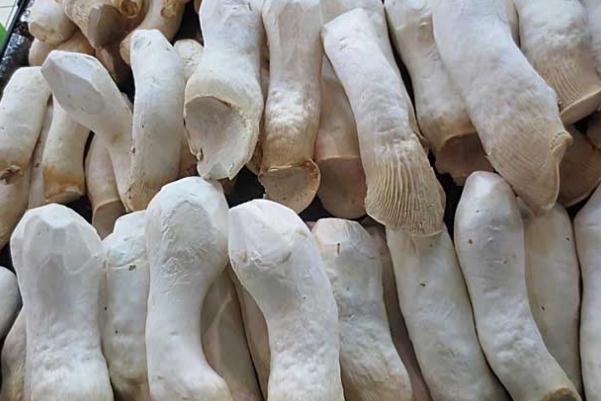 杏鮑菇的熱量 吃杏鮑菇會發(fā)胖嗎 杏鮑菇的熱量 吃杏鮑菇會發(fā)胖嗎