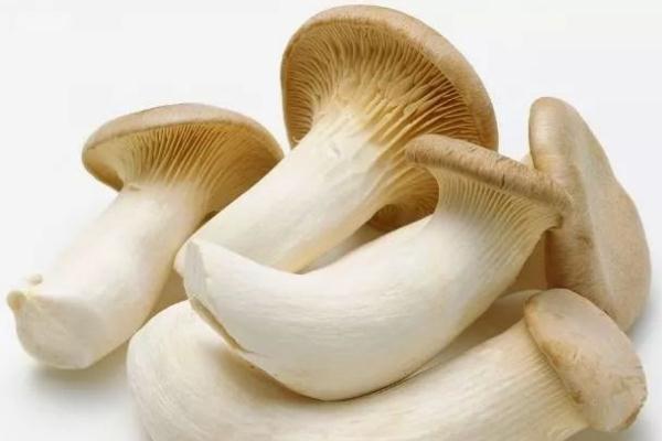 杏鮑菇是雞腿菇嗎 杏鮑菇是蔬菜嗎 杏鮑菇是雞腿菇嗎 杏鮑菇是蔬菜嗎