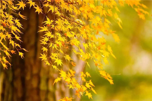 秋分什么時候 秋分時要做什么 秋分什么時候 秋分時要做什么