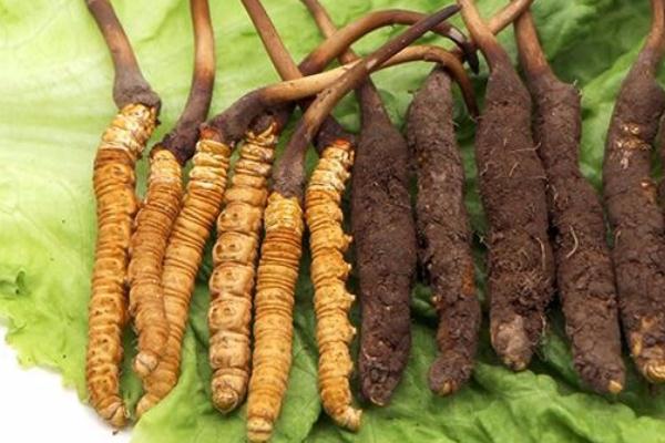 冬蟲夏草會引起腹瀉嗎 冬蟲夏草會開花嗎 冬蟲夏草會引起腹瀉嗎 冬蟲夏草會開花嗎