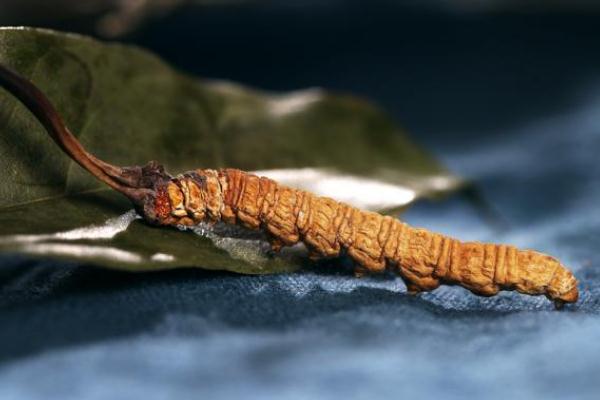 冬蟲夏草孕婦可以吃嗎 吃冬蟲夏草有哪些禁忌 冬蟲夏草孕婦可以吃嗎 吃冬蟲夏草有哪些禁忌