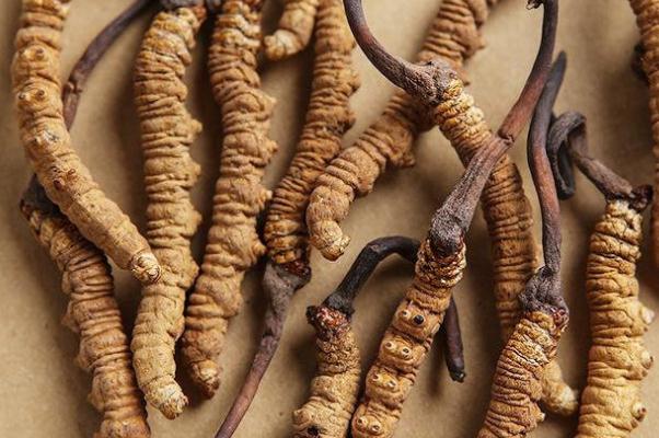 冬蟲夏草對女人的功效與作用 冬蟲夏草對腫瘤到底有沒有作用 冬蟲夏草對女人的功效與作用 冬蟲夏草對腫瘤到底有沒有作用