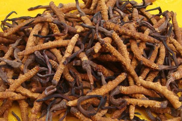 冬蟲(chóng)夏草會(huì)不會(huì)上火 冬蟲(chóng)夏草會(huì)過(guò)敏嗎 冬蟲(chóng)夏草會(huì)不會(huì)上火 冬蟲(chóng)夏草會(huì)過(guò)敏嗎