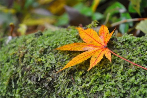 秋分有什么講究 秋分有什么忌諱嗎 秋分有什么講究 秋分有什么忌諱嗎