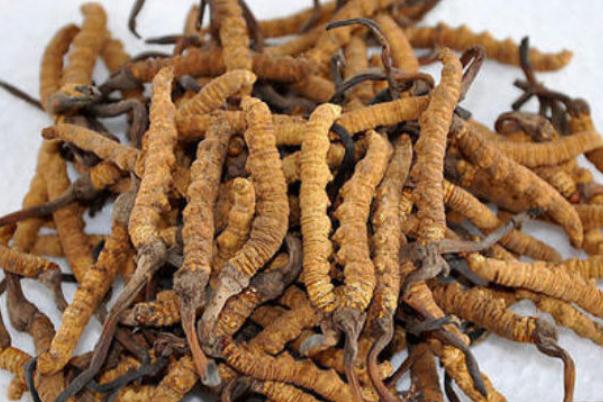 冬蟲夏草的作用與功效 冬蟲夏草的吃法怎樣最好 冬蟲夏草的作用與功效 冬蟲夏草的吃法怎樣最好