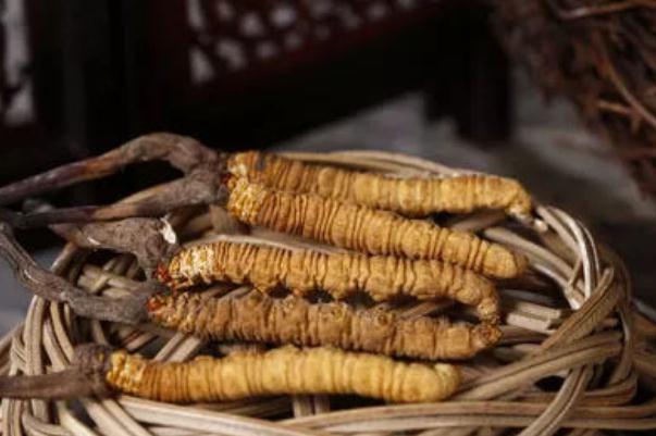 冬蟲夏草有沒有保質(zhì)期限 冬蟲夏草過期能吃嗎 冬蟲夏草有沒有保質(zhì)期限 冬蟲夏草過期能吃嗎