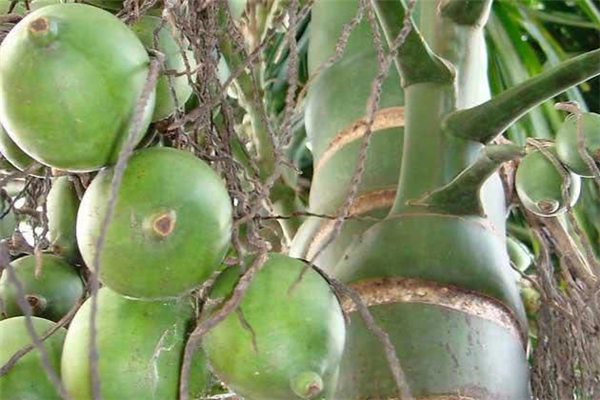 檳榔可以吞下去嗎 檳榔吞下去會(huì)怎么樣 檳榔可以吞下去嗎 檳榔吞下去會(huì)怎么樣