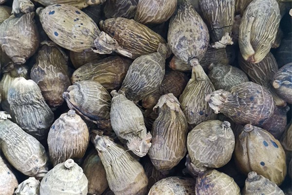 檳榔吃一次沒(méi)事吧 檳榔吃多少算適量 檳榔吃一次沒(méi)事吧 檳榔吃多少算適量