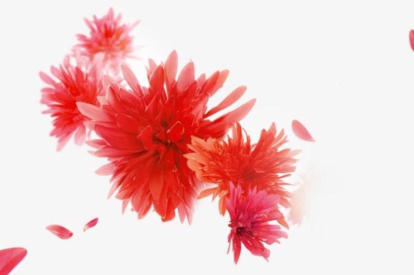 紅景天是干嘛用的 紅景天適合什么人群服用 紅景天是干嘛用的 紅景天適合什么人群服用