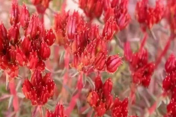 紅景天對高原反應(yīng)有用嗎 紅景天對糖尿病的作用 紅景天對高原反應(yīng)有用嗎 紅景天對糖尿病的作用