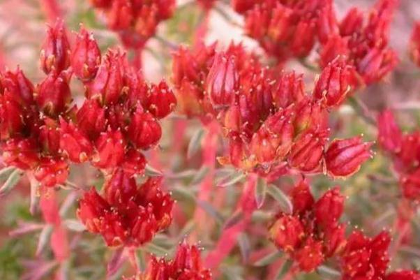 服用紅景天可以喝酒嗎 服用紅景天不宜吃什么 服用紅景天可以喝酒嗎 服用紅景天不宜吃什么