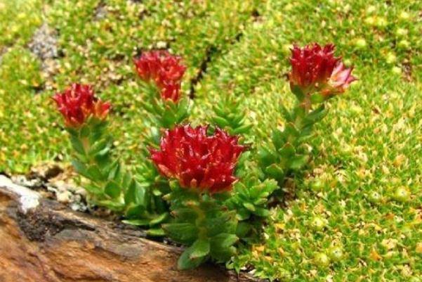 紅景天孕婦可以用嗎 紅景天孕婦吃了會怎么樣 紅景天孕婦可以用嗎 紅景天孕婦吃了會怎么樣