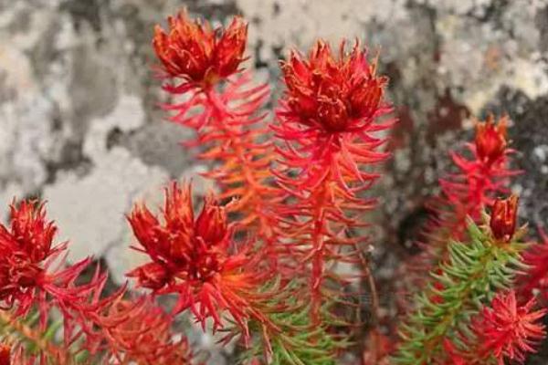 紅景天泡水喝的功效 紅景天泡水一次放多少 紅景天泡水喝的功效 紅景天泡水一次放多少