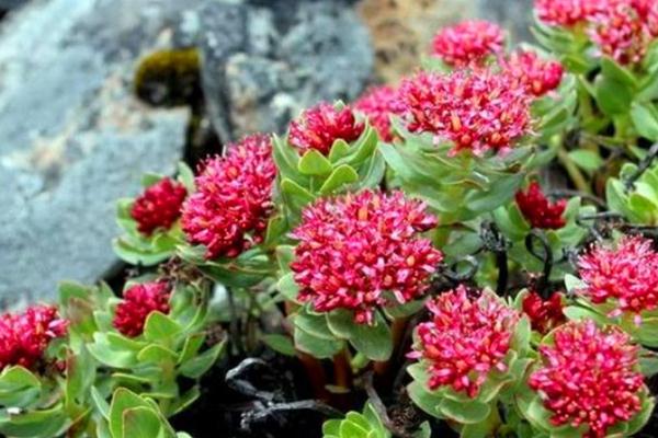 紅景天的功效與作用 紅景天的副作用和禁忌 紅景天的功效與作用 紅景天的副作用和禁忌