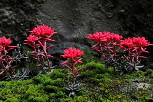 紅景天是干嘛用的 紅景天適合什么人群服用 紅景天是干嘛用的 紅景天適合什么人群服用
