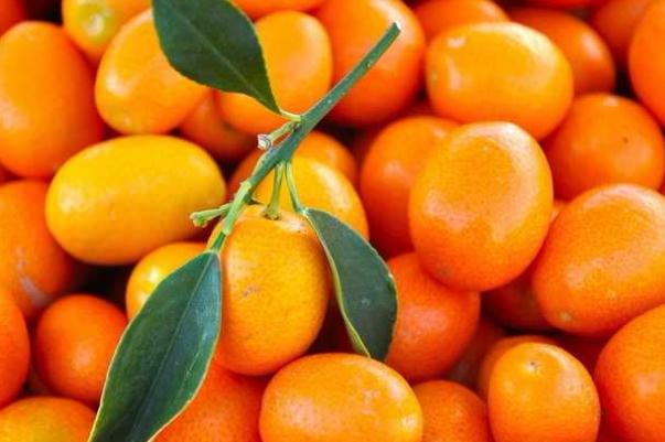 小金桔要不要?jiǎng)兤?小金桔要怎么才保鮮 小金桔要不要?jiǎng)兤?小金桔要怎么才保鮮