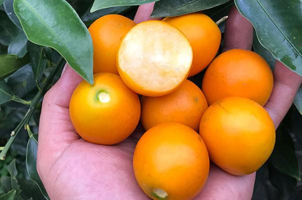 小金桔皮上有黑點(diǎn)可以吃嗎 小金桔皮泡水喝有什么好處 小金桔皮上有黑點(diǎn)可以吃嗎 小金桔皮泡水喝有什么好處