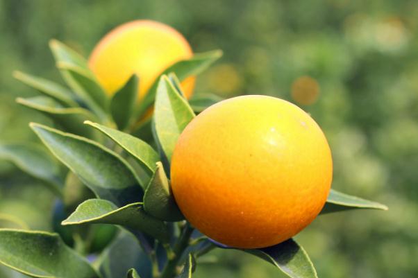 小金桔有什么藥用價(jià)值 小金桔有減肥作用嗎 小金桔有什么藥用價(jià)值 小金桔有減肥作用嗎