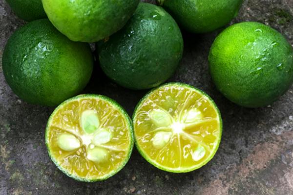 小金桔要不要?jiǎng)兤?小金桔要怎么才保鮮 小金桔要不要?jiǎng)兤?小金桔要怎么才保鮮