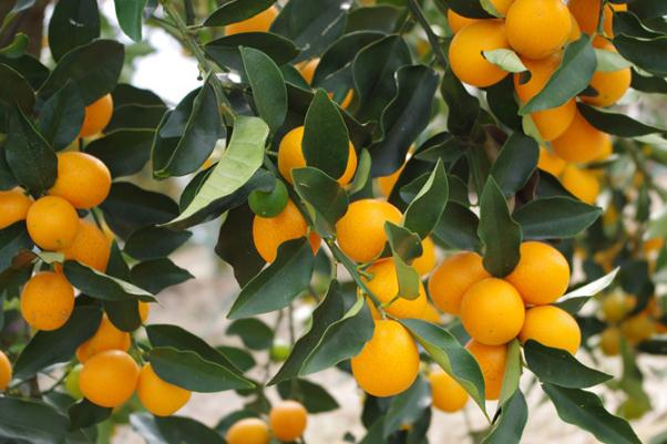 小金桔的保存方法 小金桔怎么熬制治咳嗽 小金桔的保存方法 小金桔怎么熬制治咳嗽