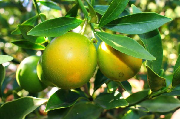 小金桔會上火嗎 小金桔上火還是下火的