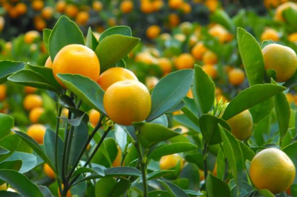 小金桔的皮能吃嗎 小金桔的皮吃了有什么好處 小金桔的皮能吃嗎 小金桔的皮吃了有什么好處