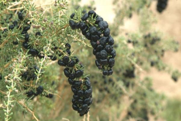 黑枸杞泡水喝的好處 黑枸杞泡水喝的禁忌 黑枸杞泡水喝的好處 黑枸杞泡水喝的禁忌