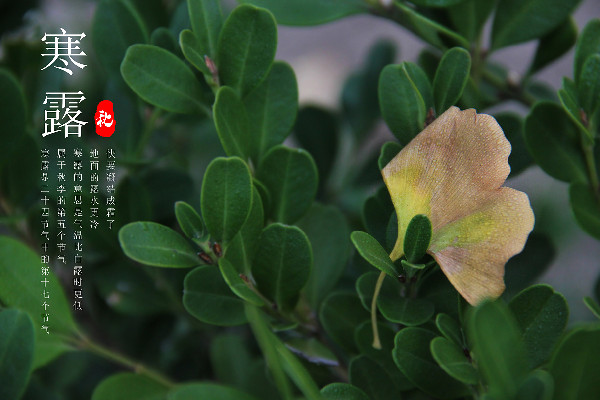 寒露有什么美食可以吃 寒露吃什么食物養(yǎng)生 寒露有什么美食可以吃 寒露吃什么食物養(yǎng)生