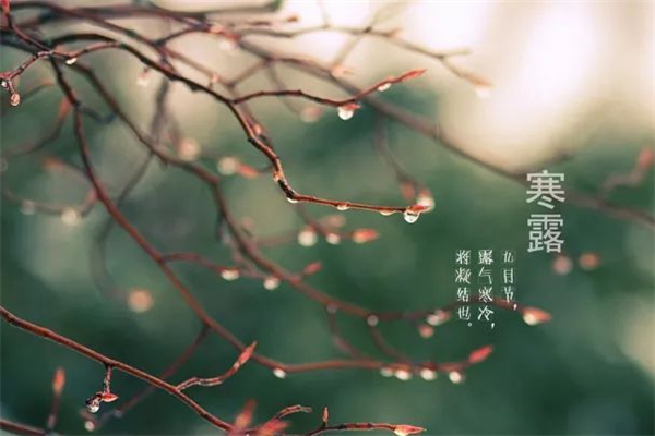 寒露是什么節(jié)氣 寒露會下霜嗎 寒露是什么節(jié)氣 寒露會下霜嗎